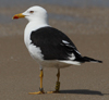 1cy fuscus in August, ringed in Finland. (81365 bytes)